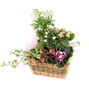 Planted Basket